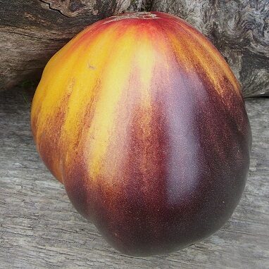 Tomāti ar antociānu